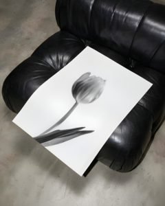 black and white lily wall art