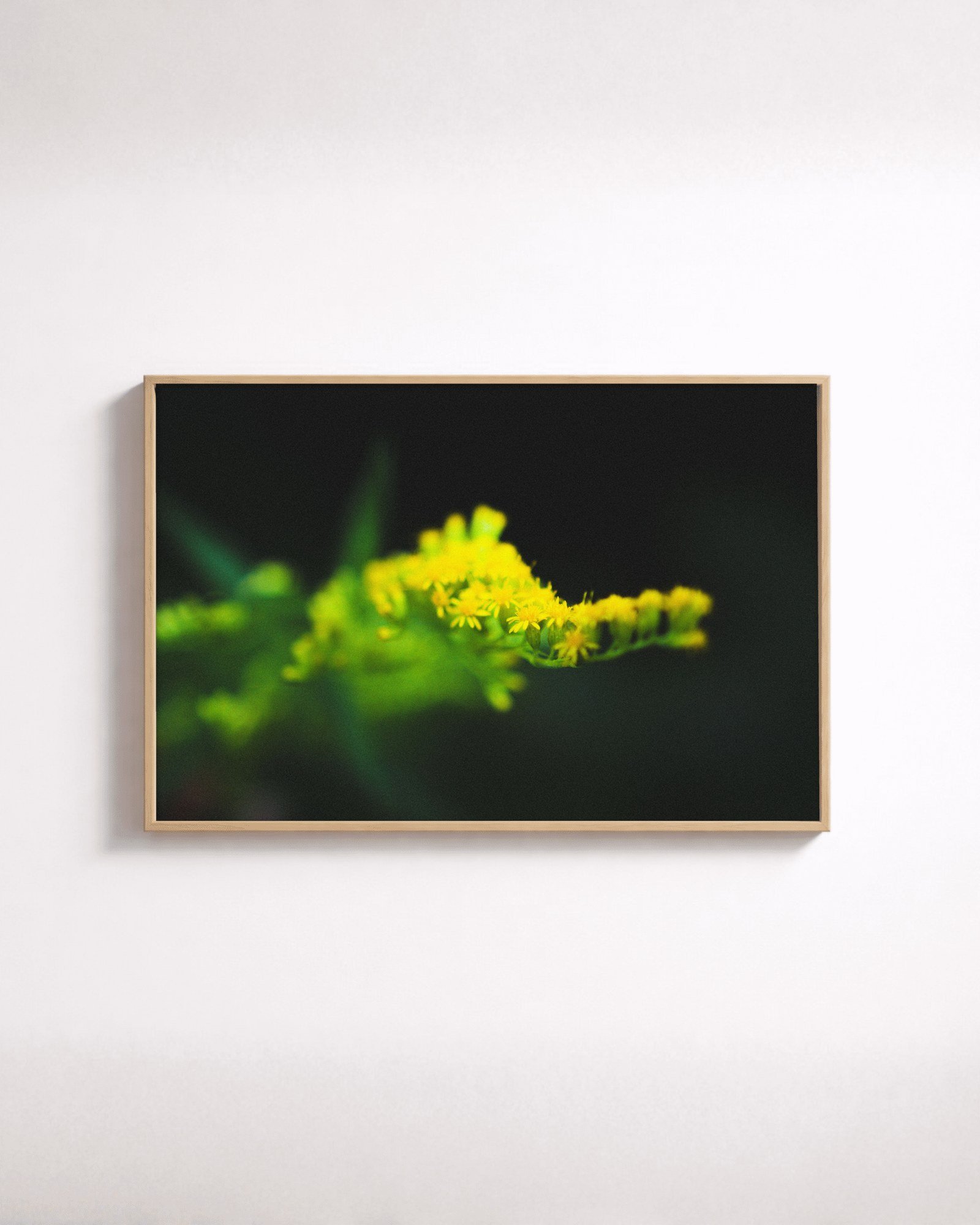 Yellow on Dark by Shazard R., shown framed in natural oak on a white wall